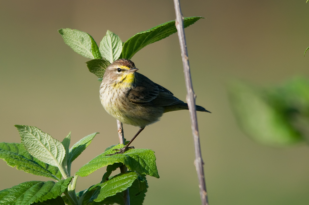 Palm-Waldsänger - Palm Warbler (Setophaga palmarum )