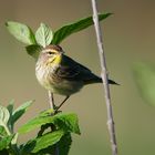 Palm-Waldsänger - Palm Warbler (Setophaga palmarum )