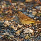 Palm Warbler (Dendroica palmarum)