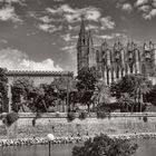 Palma #3