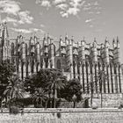 Palma #4