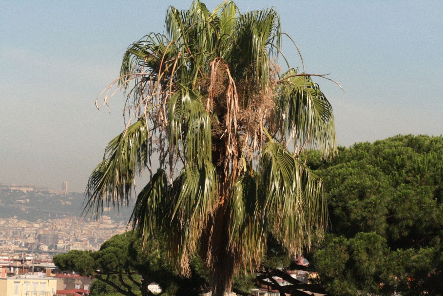 Palma al vento