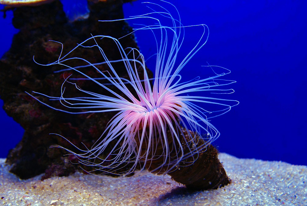 Palma Aquarium auf Mallorca