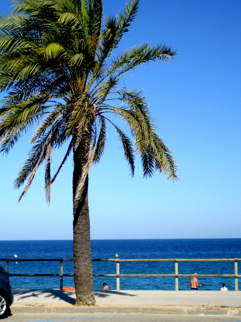 Palma de Blanes