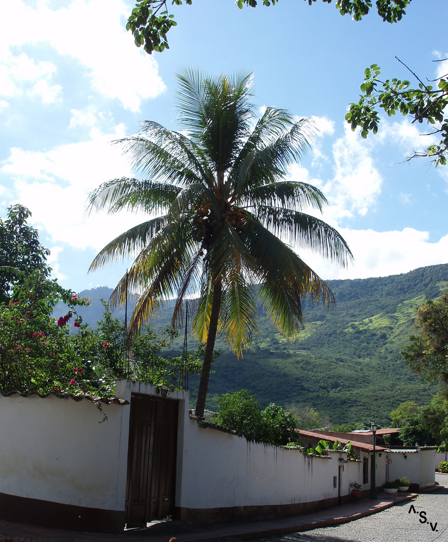 PALMA de coco (ARECACEAE) 