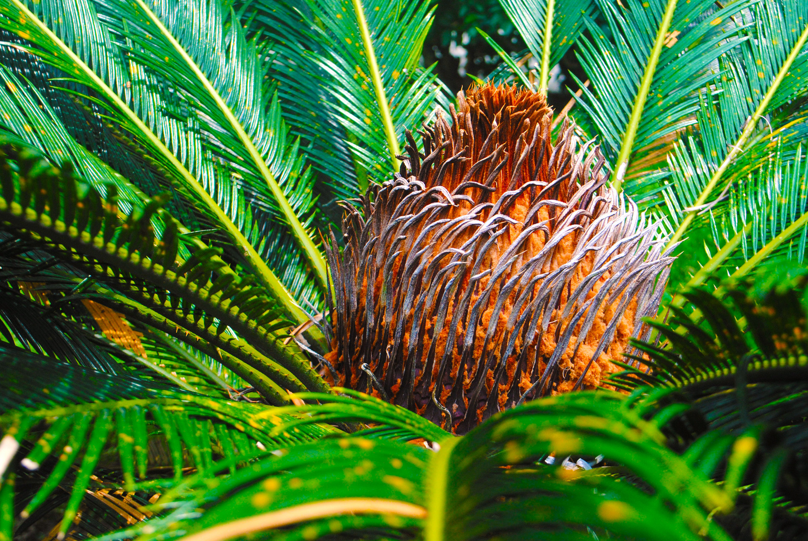 Palma de Iglesia (Cycas revoltura)