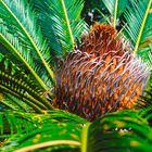 Palma de Iglesia (Cycas revoltura)