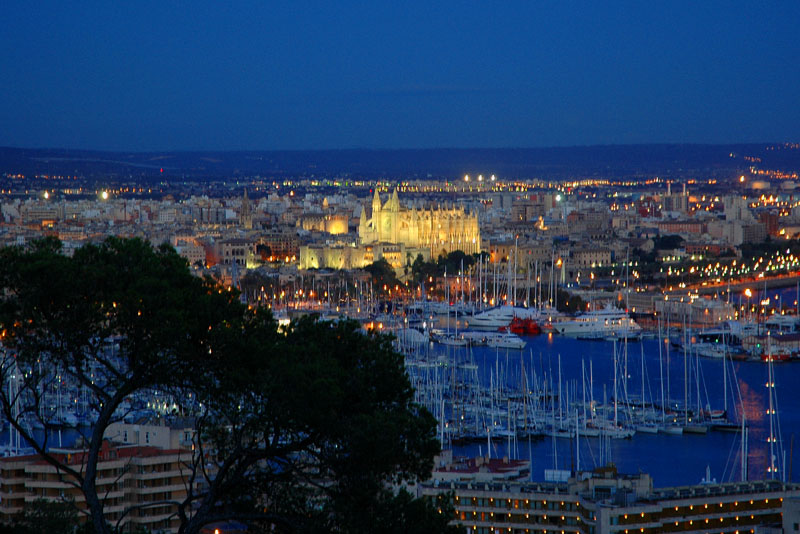 Palma de la noche