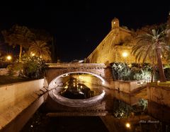 Palma de noche