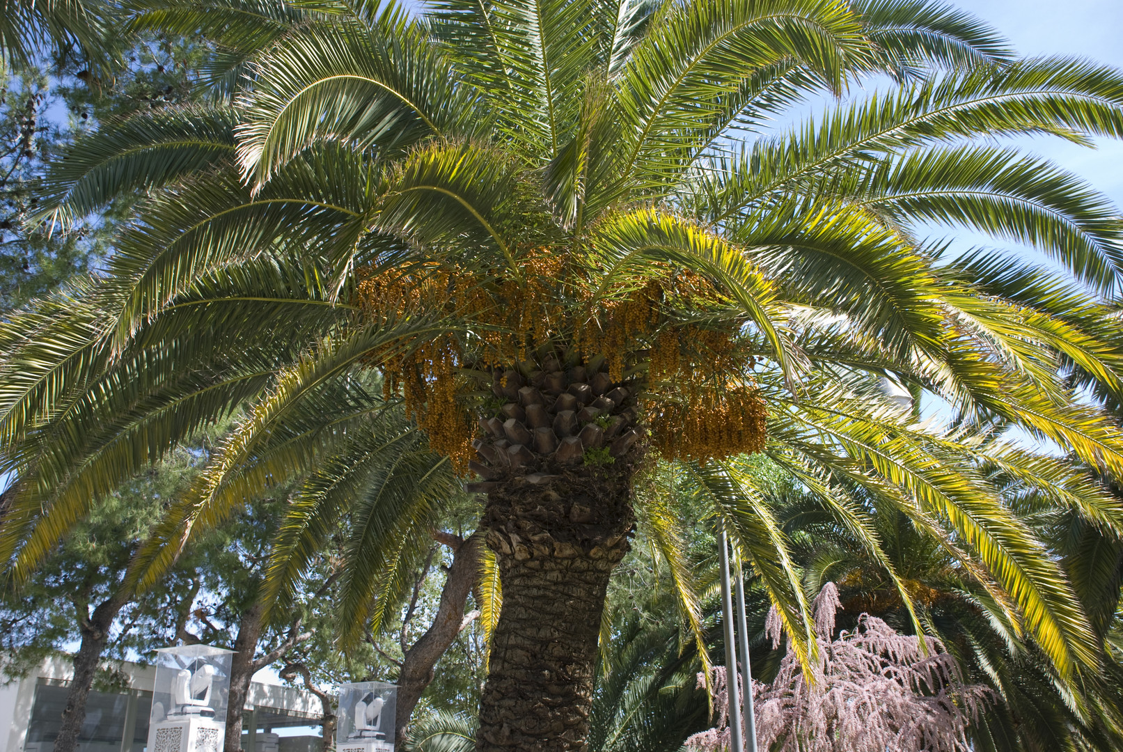 Palma di San Benedetto del Tronto