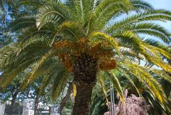 Palma di San Benedetto del Tronto