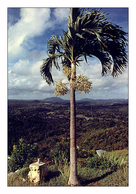 palma reál - auf dem Weg nach Matanzas