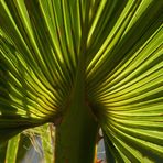 palmae