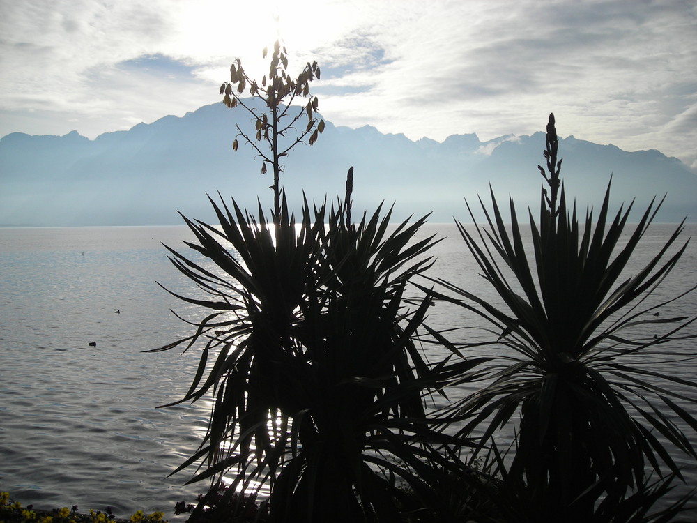 Palmaille Lac Leman aux Montreux