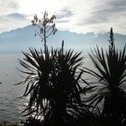 Palmaille Lac Leman aux Montreux