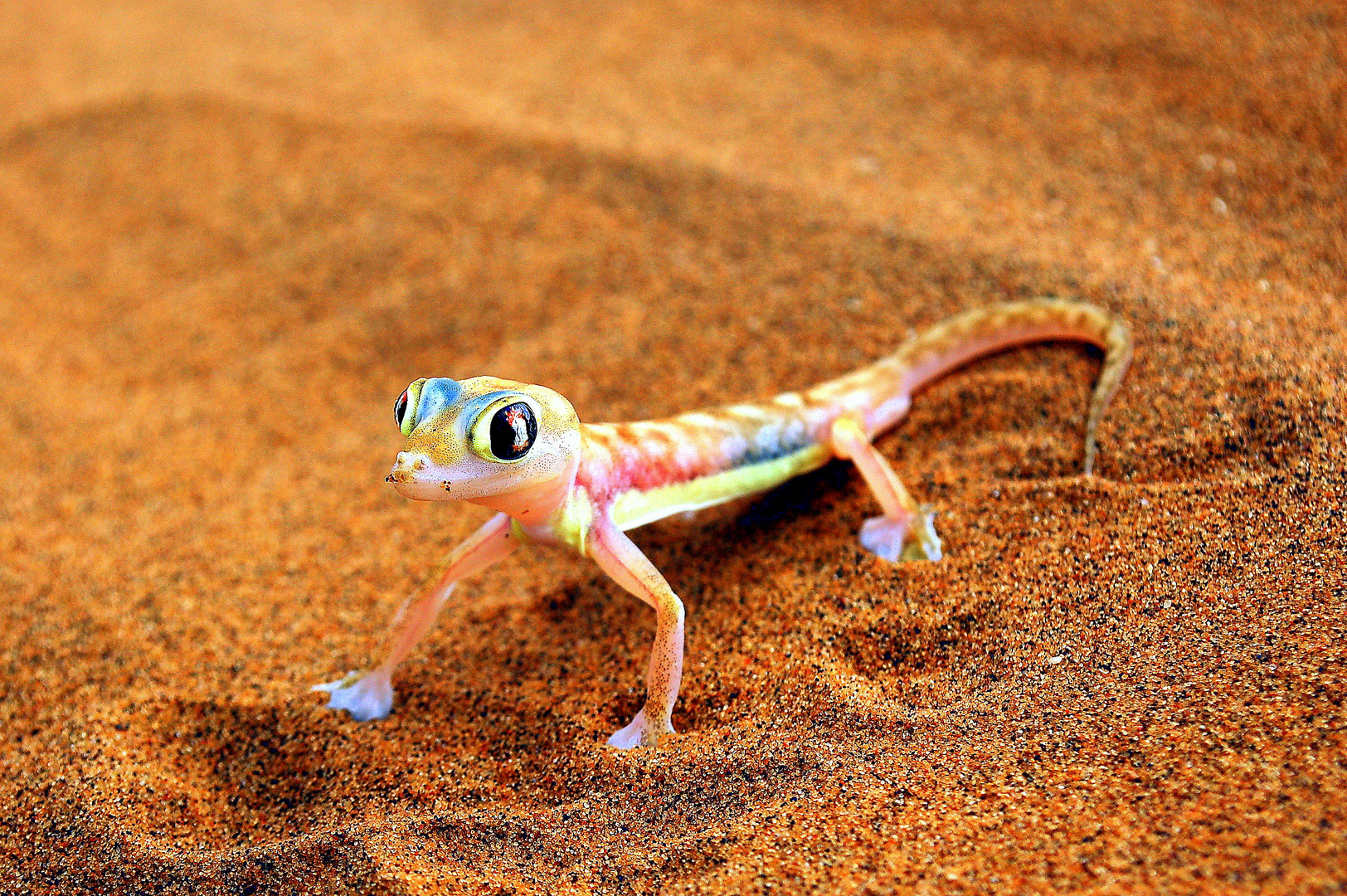 Palmate-Gecko