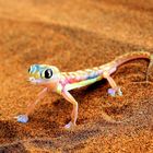 Palmate-Gecko