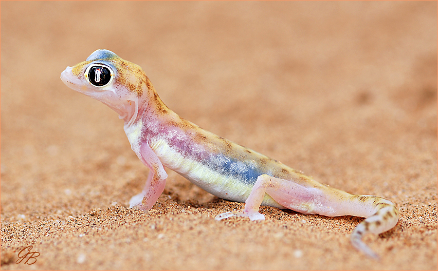 Palmato-Gecko