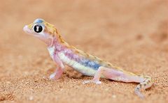 Palmato-Gecko