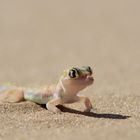 Palmato Gecko