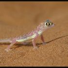 palmato gecko