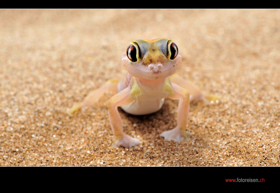 Palmato-Gecko