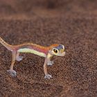 palmato gecko