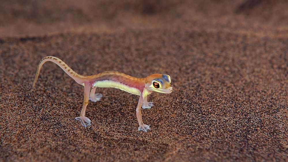 palmato gecko