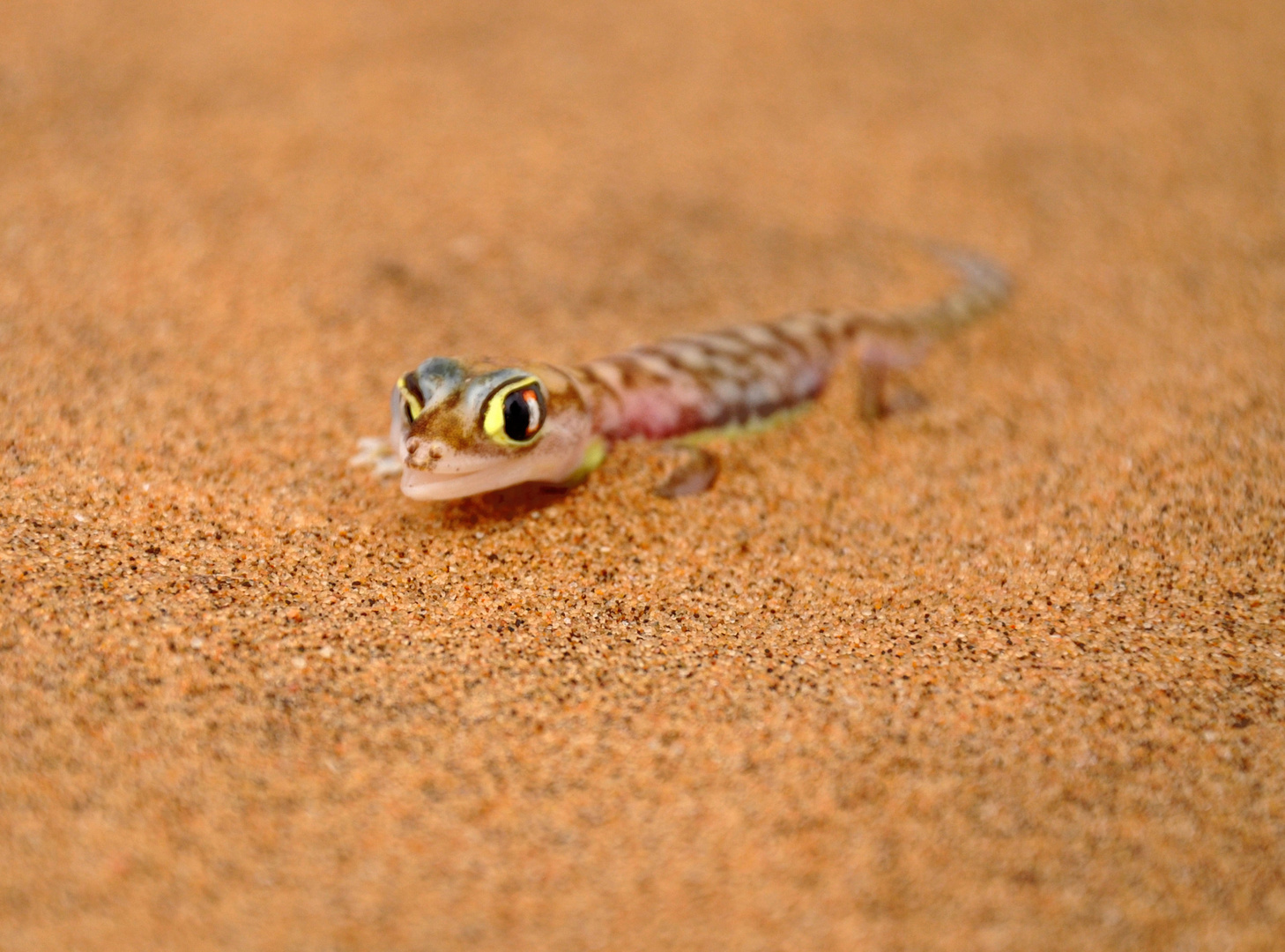 palmato gecko