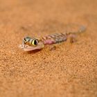 palmato gecko