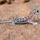 Palmato Gecko