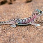 Palmato Gecko