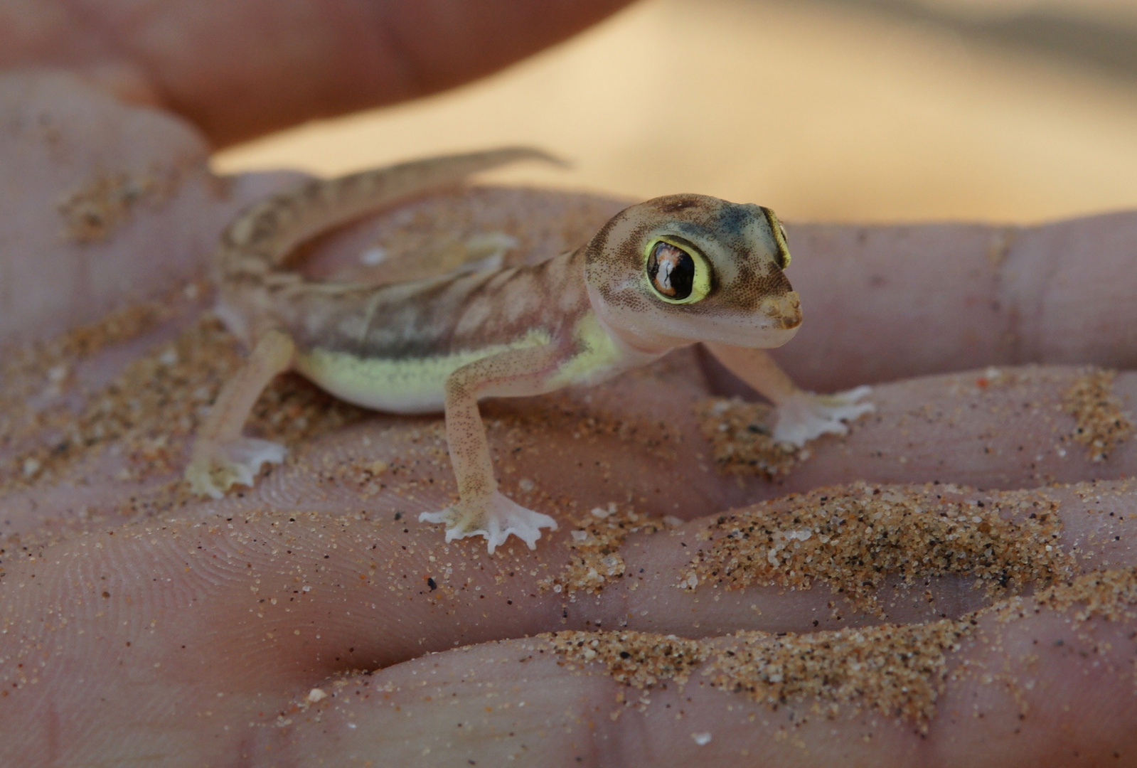 Palmato-Gecko