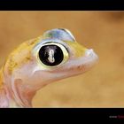 Palmato-Gecko