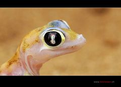 Palmato-Gecko