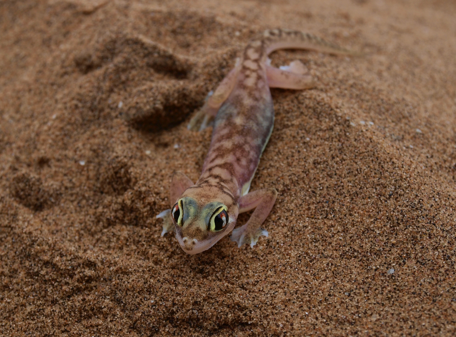 Palmato Gecko