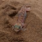 Palmato Gecko