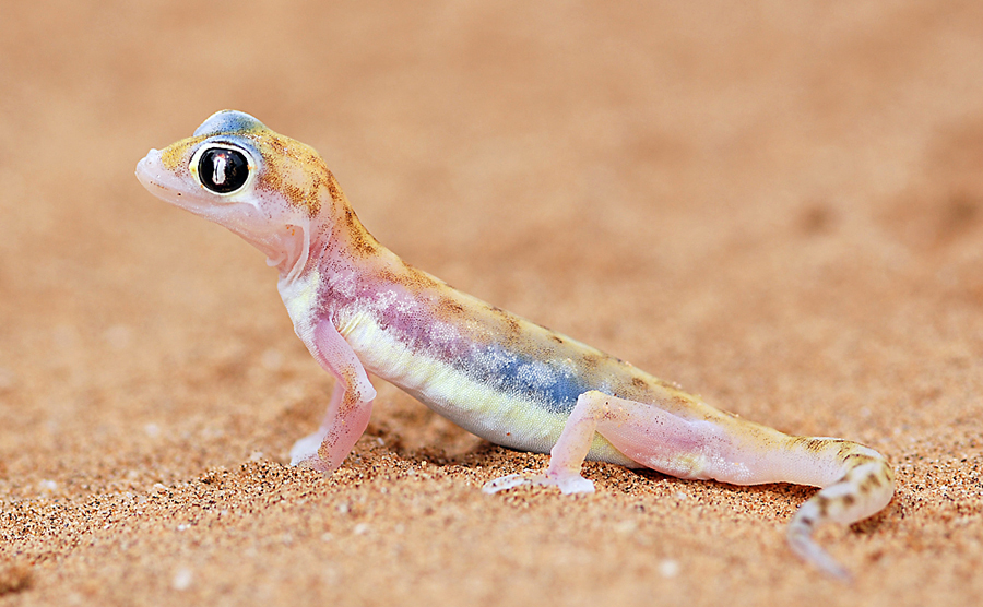 Palmato Gecko, ein Wüstenbewohner des Untergrunds
