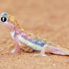 Palmato Gecko, ein Wüstenbewohner des Untergrunds