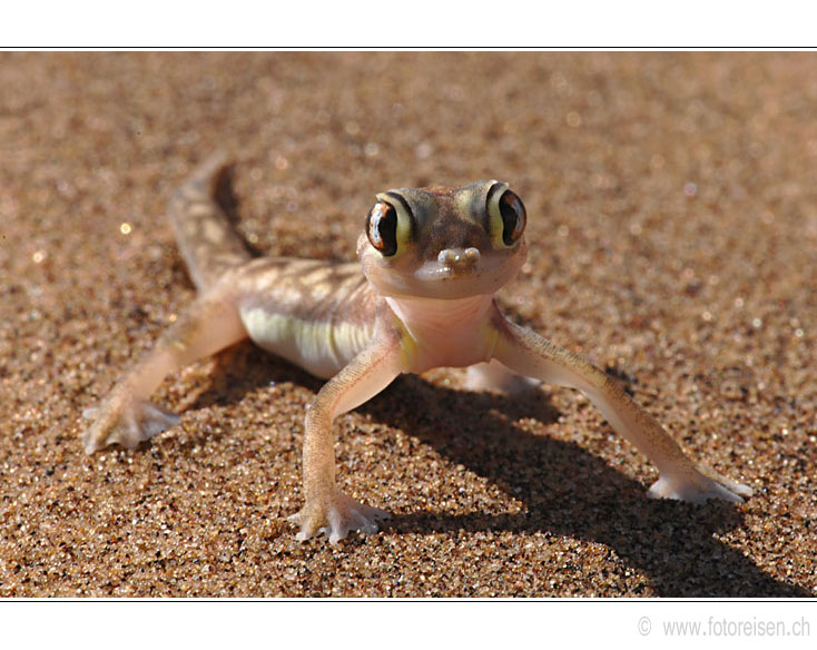 Palmato-Gecko / Glasgecko