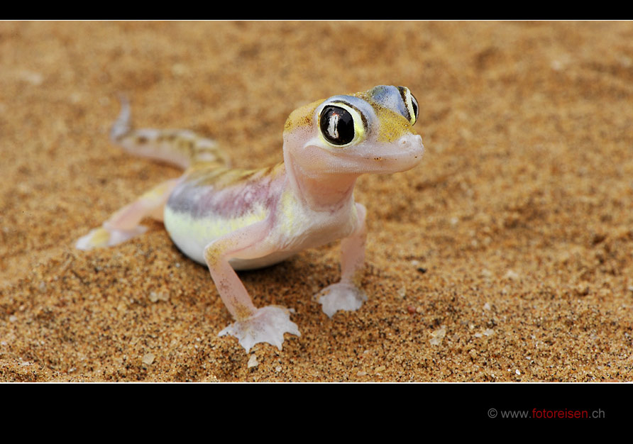 Palmato-Gecko (Glasgecko)