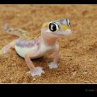 Palmato-Gecko (Glasgecko)