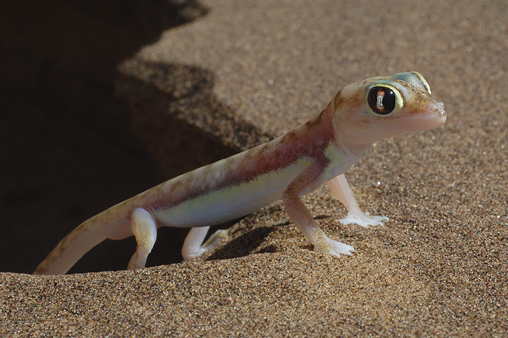 Palmato-Gecko (Glasgecko)