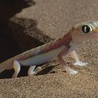 Palmato-Gecko (Glasgecko)