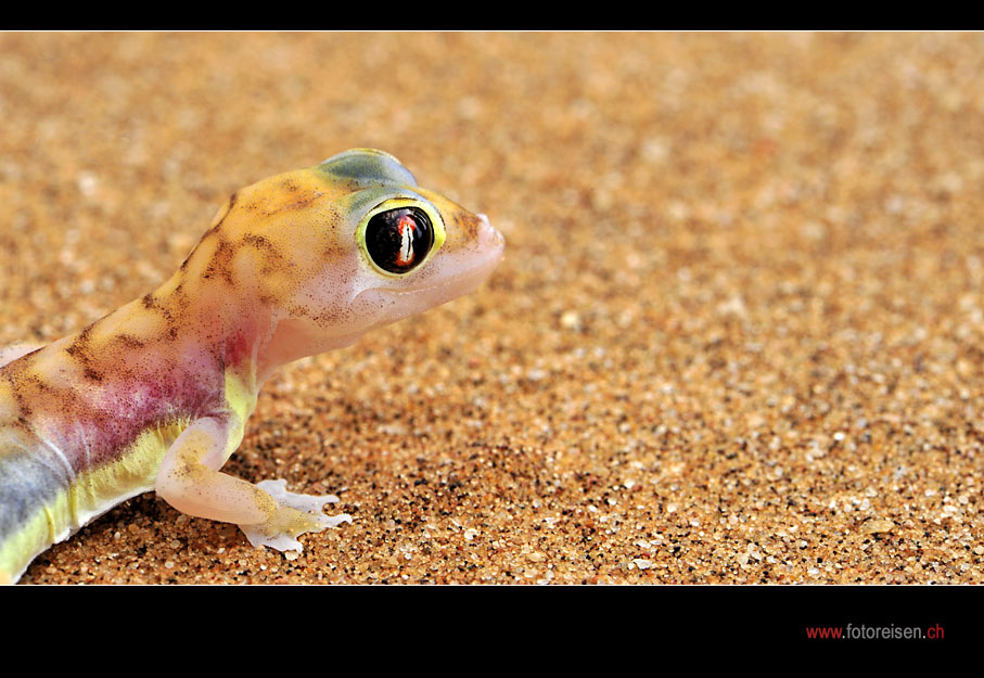 Palmato-Gecko nah