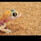 Palmato-Gecko nah