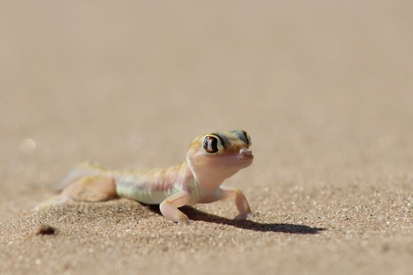 Palmato Gecko, Namibia