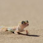 Palmato Gecko, Namibia