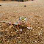 Palmato Gecko (Palmotogecko rangei) in Swakopmund