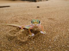 Palmato Gecko (Palmotogecko rangei) in Swakopmund